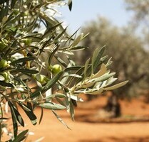 Grundstuck in Korfu zu Verkaufen