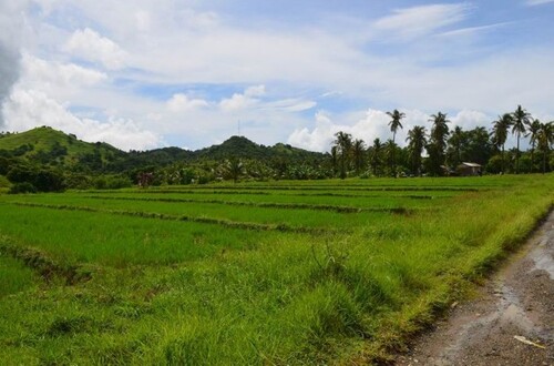 Bild 3 - Grundstück in Odiongan