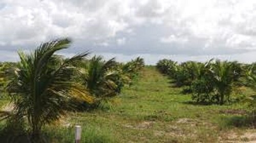 Bild 1 - Brasilien 100 Ha grosse Orangen-Kokosnuss-Plantage