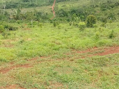 Bild 1 - Brasilien 1000 Ha Tiefpreis - Grundstück mit Rohstoffen