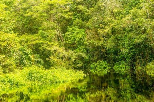 Bild 2 - Grundstück zum Kaufen in Rio Preto da Eva