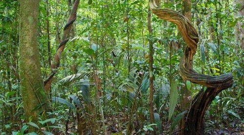 Bild 3 - Grundstück in Rio Preto da Eva