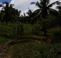 Bauland Agrarland 3,5ha für Investor, Meerblick, Philippinen - Ferrol