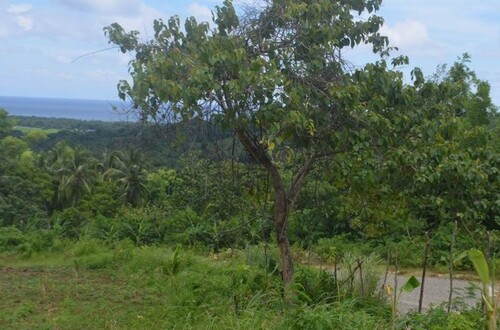 Bild 1 - Bauland, Agrarland 4ha, für Investor, Meerblick, Philippinen