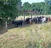 Brasilien 1´000 Ha Farm mit Viehzucht und Fischzucht - Manaus