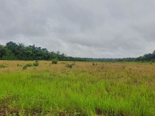 Bild 1 - Brasilien 1´000 Ha Tiefpreis - Grundstück mit Rohstoffen Reg