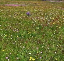 Haus an der Costa Brava - 400.000,00&nbsp;EUR Kaufpreis, ca.&nbsp; 176,00&nbsp;m&sup2;&nbsp;Wohnfl&auml;che in Corona Sta. Cristina / Planes (PLZ: 17300)