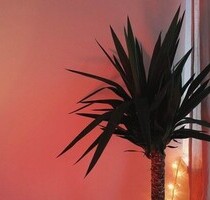 4-Zi. Ferienwohnung, Südspanien - Dehesa de Campoamor