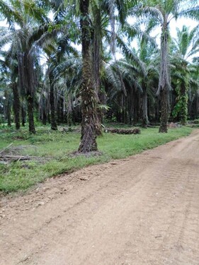 Bild 3 - 5 Zimmer Einfamilienhaus in Rio Claro