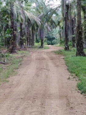 Bild 4 - Einfamilienhaus mit 300,00 m² in Rio Claro zum Kaufen