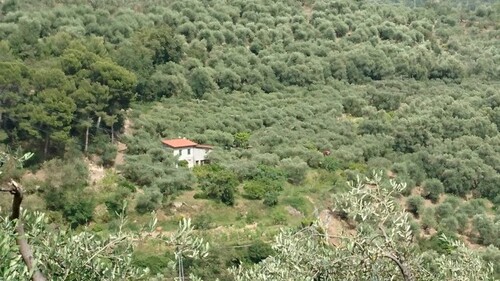 Bild 1 - Kleine Landwirtschaft mit 1,2 ha Grundstück in Ligurien