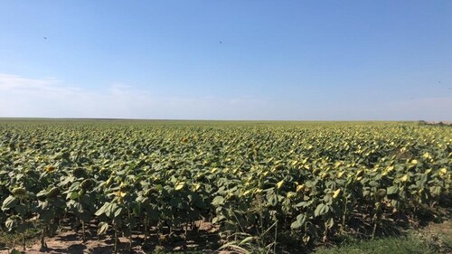 Bild 3 - 5 Zimmer Einfamilienhaus in Gurahont