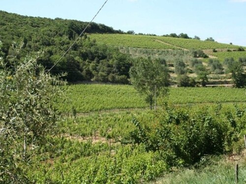 Bild 2 - Grundstück zum Kaufen in Montalcino