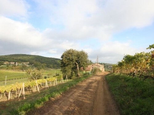 Bild 3 - Grundstück in Montalcino