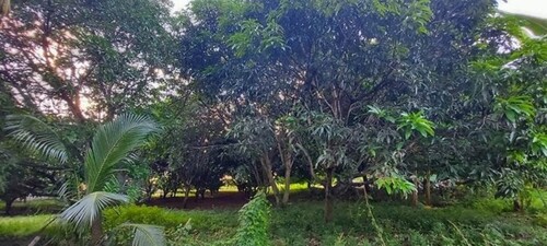 Bild 3 - Grundstück in Cebu