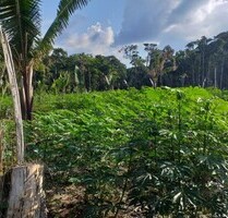 1000 Hektar Land in Brasilien zum Tiefpreis - Balbina