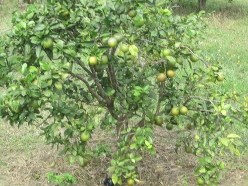 Bild 1 - Brasilien riesengrosse 2´499 Ha grosse Farm mit Fruchtplanta