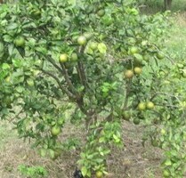 Brasilien riesengrosse 2´499 Ha grosse Farm mit Fruchtplanta - Manaus