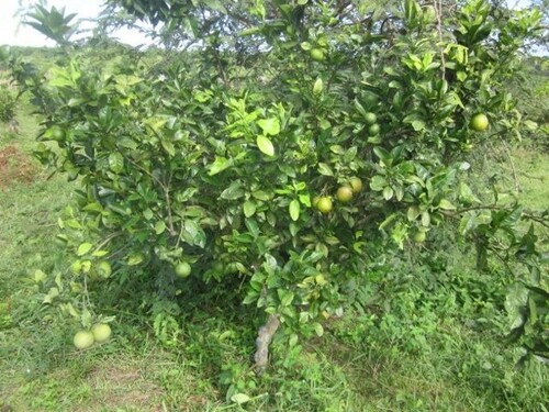 Bild 3 - Grundstück in Manaus