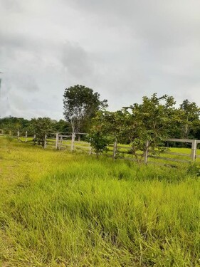 Bild 1 - Brasilien riesengrosses 5´600 Ha Grundstück Region Rorainopo