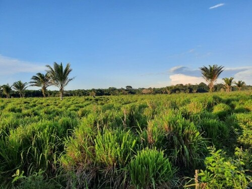 Bild 3 - Grundstück in Rorainopolis