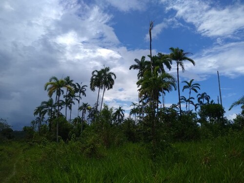 Bild 3 - Grundstück in Rio Preto da Eva