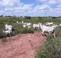 Brasilien 12´812 Ha grosse Rinderzucht - Farm mit Plantagen - Guttet