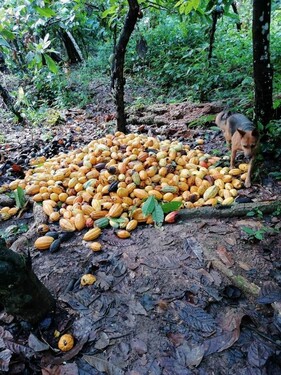 Bild 4 - Grundstück in Ilheus Rural zum Kaufen