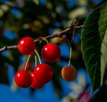 Duplex - 160.000,00 EUR Kaufpreis, ca.  177,00 m² Wohnfläche in Lambare (PLZ: 2199)