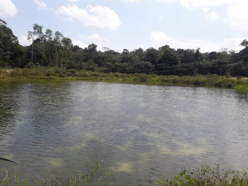 Bild 1 - Brasilien 1´500 Ha Fischzucht Region Manaus AM