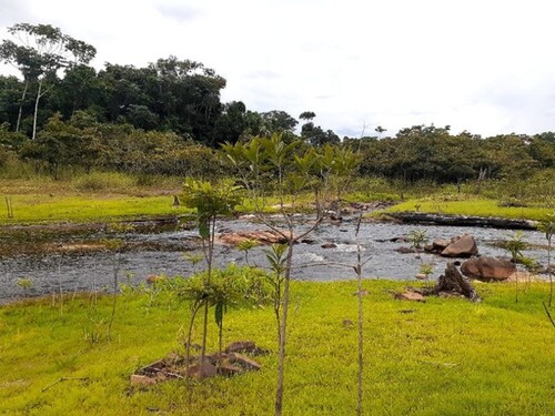 Bild 1 - Brasilien 1´000 Ha Tiefpreis - Grundstück mit Rohstoffen Reg