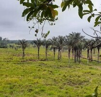 Brasilien riesengrosses 3´000 Ha Grundstück mit Rohstoffen - Silves