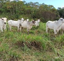 Brasilien riesengrosse 730 Ha Farm - Bonfim Roraima