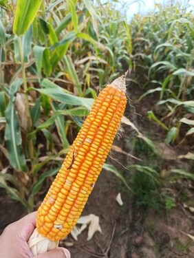 Bild 2 - Grundstück zum Kaufen in Bonfim