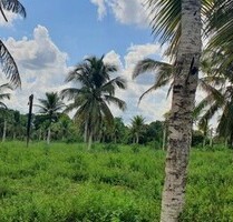 Brasilien 50 Ha Tiefpreis-Grundstück in der Nähe von Manaus