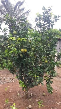 Bild 2 - Grundstück zum Kaufen in Manaus