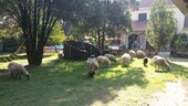 Bild 4 - Einfamilienhaus mit 300,00 m² in Villa General Belgrano zum Kaufen