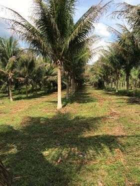 Bild 3 - Grundstück in Manaus