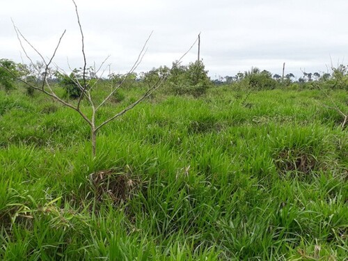 Bild 1 - Brasilien riesengrosse 8´758 Ha Grundstück Region Manaus