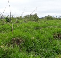 Brasilien riesengrosse 8´758 Ha Grundstück Region Manaus - Boa Vista