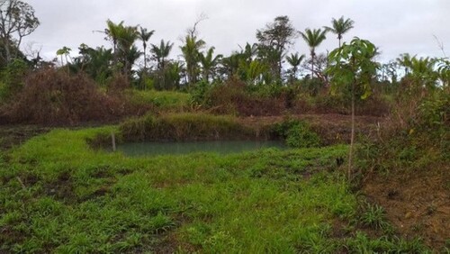 Bild 4 - Grundstück in Rorainopolis zum Kaufen