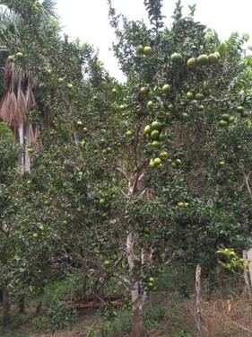 Bild 2 - Grundstück zum Kaufen in Coari