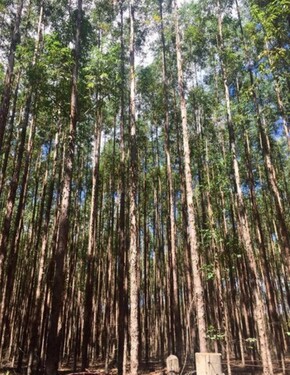 Bild 2 - Grundstück zum Kaufen in Campo Grande