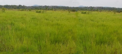 Bild 2 - Grundstück zum Kaufen in Manaus