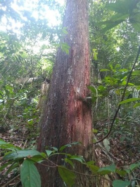 Bild 2 - Grundstück zum Kaufen in Manaus