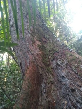 Bild 3 - Grundstück in Manaus