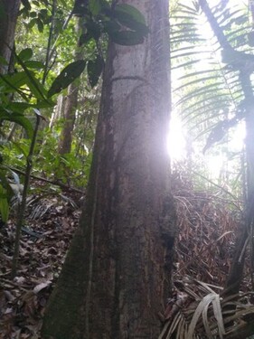 Bild 4 - Grundstück in Manaus zum Kaufen