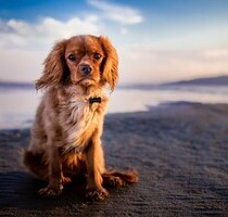 Diverse Strandgrundstücke auf Palawan - Gelegen zwischen Aborlan und Narra