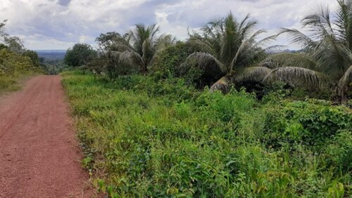 Bild 1 - Brasilien 50 Ha Tiefpreis- Grundstück bei Presidente Figueir