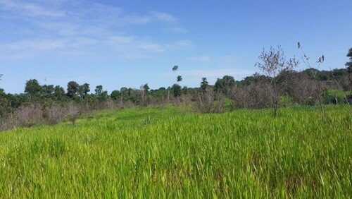 Bild 2 - Grundstück zum Kaufen in Presidente Figueiredo